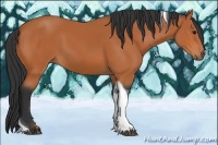 Horse Color:Bay Tobiano 