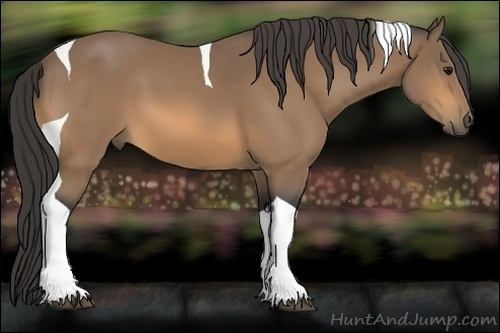 Horse Color:Buckskin Tobiano