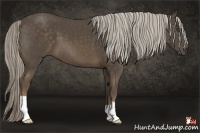 Horse Color:Chocolate Palomino 