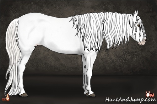 Horse Color:Silver Buckskin Dun Tobiano Appaloosa 