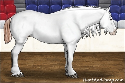 Horse Color:Bay Varnish