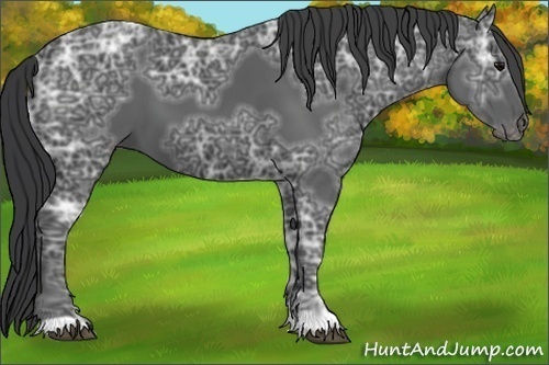 Horse Color:Black Ice 