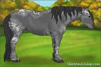 Horse Color:Black Ice