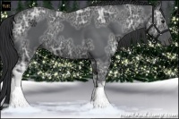 Horse Color:Black Ice 