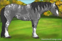 Horse Color:Black Ice 