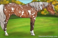 Horse Color:White Spotted Silver Bay Ice 