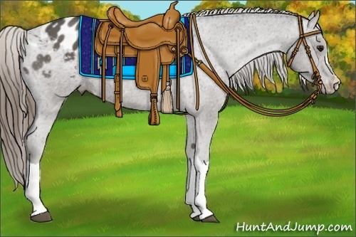 Horse Color:Smoky Black Appaloosa 