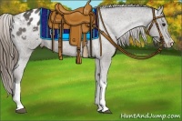 Horse Color:Smoky Black Appaloosa 