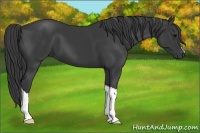 Horse Color:Smoky Black 