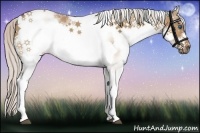 Horse Color:White Spotted Silver Bay Dun Frame Rabicano 