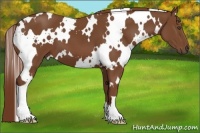 Horse Color:White Spotted Chestnut Frame 