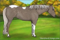 Horse Color:Silver Blue Roan Tobiano 