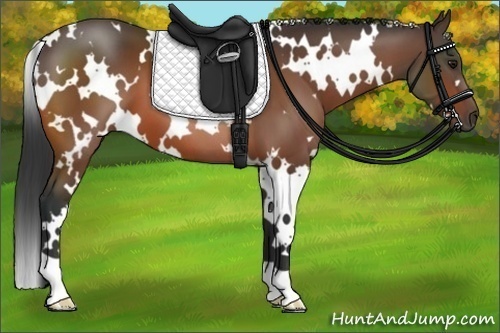 Horse Color:White Spotted Bay 