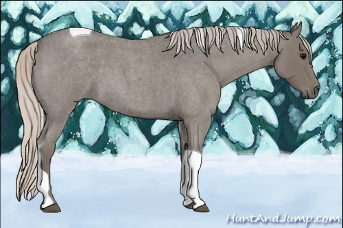 Horse Color:Silver Blue Roan Tobiano