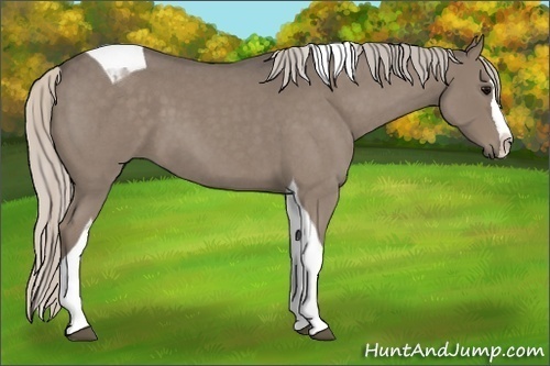 Horse Color:Silver Blue Roan Splash Tobiano 