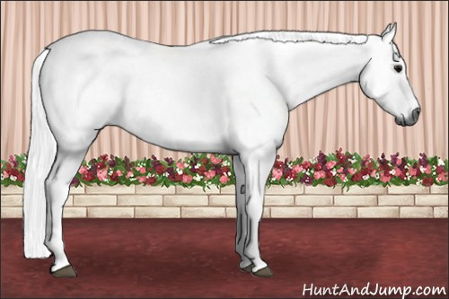 Horse Color:Gray Silver Blue Roan Tobiano