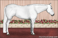 Horse Color:Gray Silver Blue Roan Tobiano