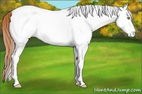 Horse Color:White Spotted Gold Champagne