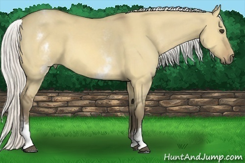 Horse Color:White Spotted Silver Buckskin Dun 