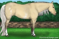 Horse Color:White Spotted Silver Buckskin Dun 