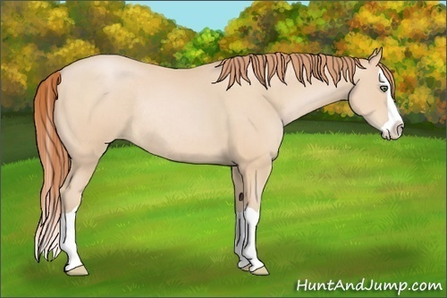 Horse Color:Buckskin Pearl Splash Rabicano 