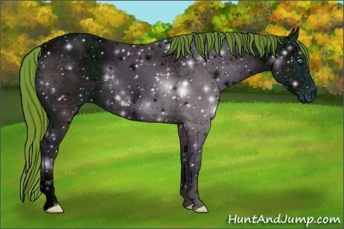 Horse Color:ERROR: UNKNOWN ANOMALY