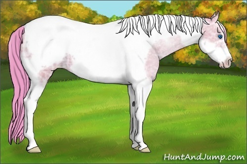 Horse Color:Watercolor Classic Champagne Ice Dun Tobiano Frame 