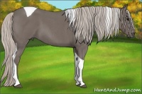 Horse Color:Silver Blue Roan Tobiano