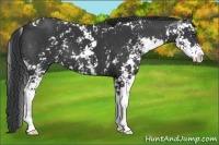 Horse Color:Black Sabino