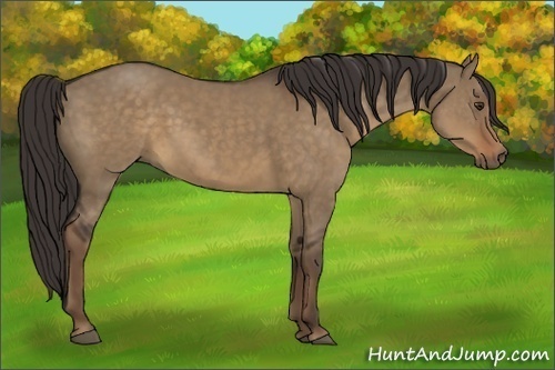 Horse Color:Liver Red Dun