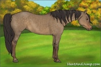 Horse Color:Liver Red Dun 