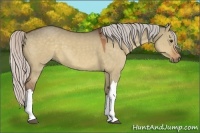 Horse Color:Silver Bay Dun