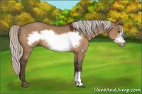 Horse Color:Silver Bay Dun Frame 