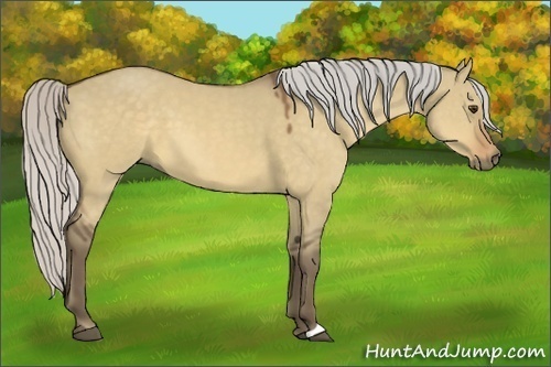 Horse Color:Silver Buckskin Dun