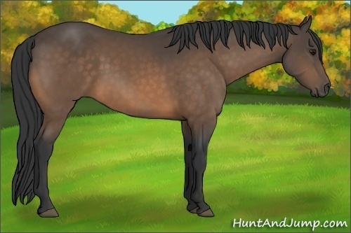 Horse Color:Buckskin