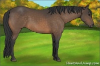Horse Color:Buckskin 