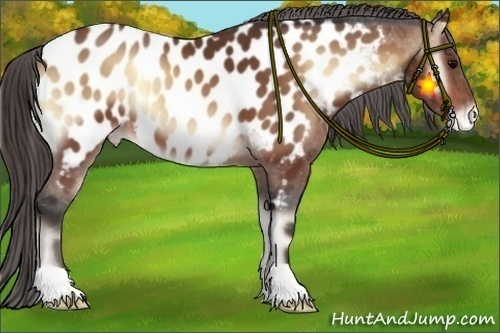 Horse Color:Bay Onyx Near Leopard