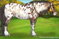 Horse Color:Bay Onyx Near Leopard 