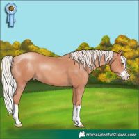 Horse Color:Silver Sable Champagne Splash 