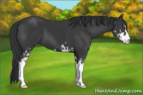 Horse Color:Black Sabino
