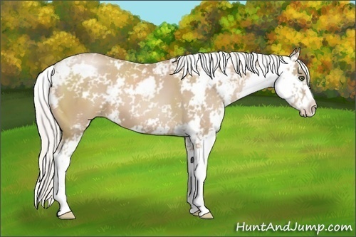 Horse Color:Silver Black Pearl Sabino 