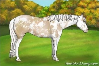 Horse Color:Silver Black Pearl Sabino 