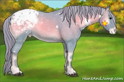 Horse Color:Watercolor White Spotted Blue Onyx Appaloosa 