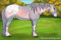 Horse Color:Watercolor White Spotted Blue Onyx Appaloosa 