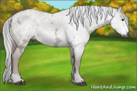Horse Color:Gray Bay Ice Dun