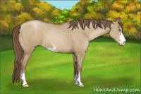 Horse Color:Grullo Pearl Sabino