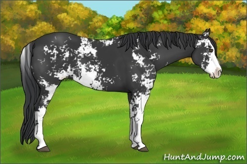 Horse Color:Black Sabino