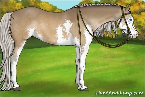 Horse Color:Silver Brown Splash 