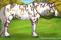Horse Color:Silver Bay Onyx Frame Appaloosa