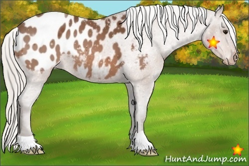 Horse Color:Silver Bay Appaloosa 